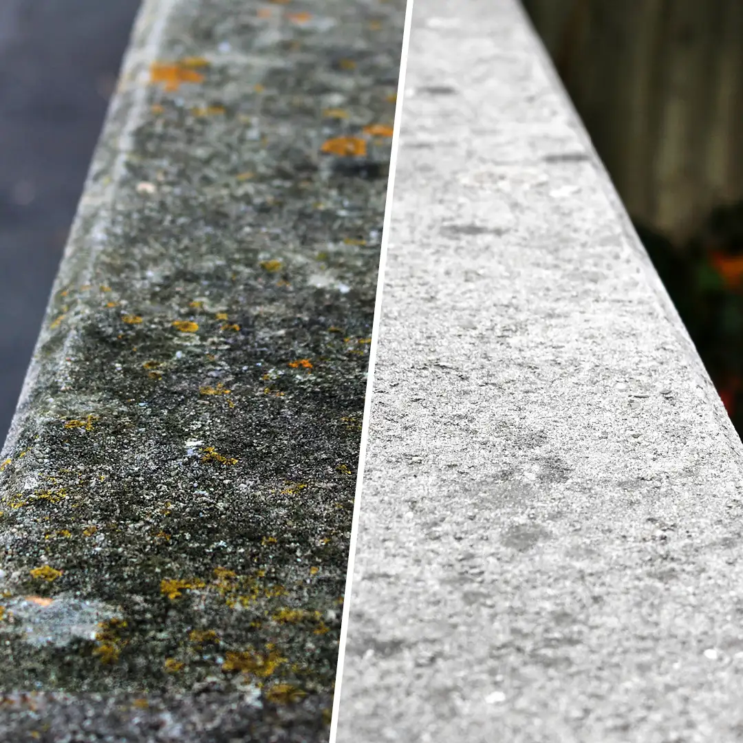 Vergleichseffekt Flechten vor und nach Anwendung auf Betonmauer Flechtenentferner.